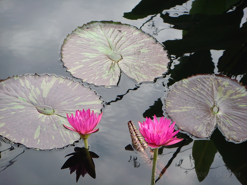 276 Longwood Gardens [2008 August 23].JPG - Longwood Gardens in Pennsylvania